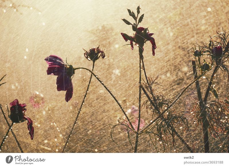Spaßbad gleißend funkelnd mystisch frisch Farbfoto Wachstum Licht Frühling Gartenpflanzen Halme filigran glänzend schönes Wetter Cosmeablüte geduscht Blüte