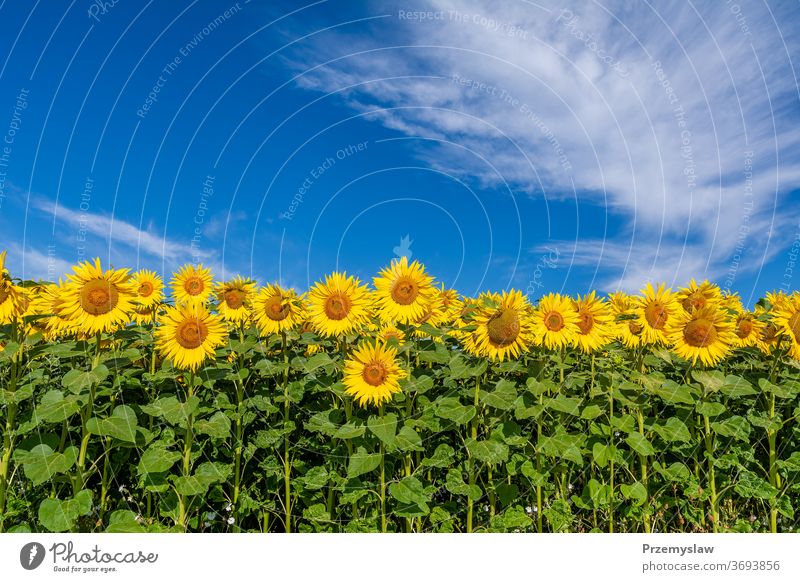 Sonnenblumen auf dem Feld an einem sonnigen Tag Landschaft Ackerbau Natur Pflanze Blume schön Himmel Wolken im Freien Blütenblatt gelb horizontal Licht hell