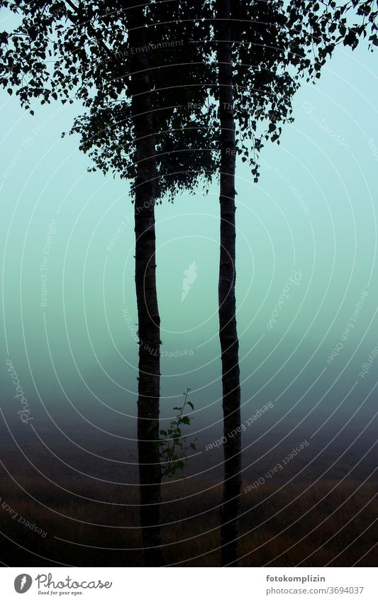 zwei parallel nebeneinander stehende Baumstämme im blauen Nebel baumliebhaber Symmetrie Baumkrone Baumstamm Einsamkeit mein freund der baum Stamm Bäume zusammen