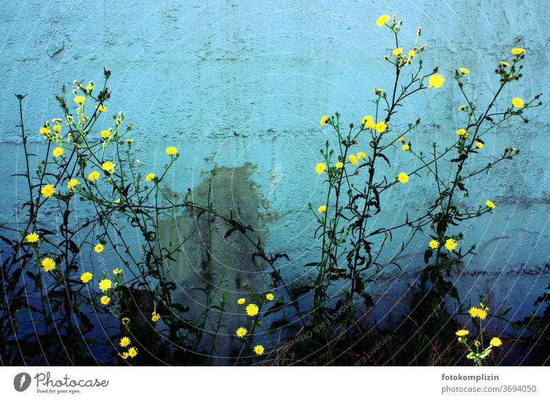 Pflanze mit kleinen leuchtend gelben Blüten vor blaugrün türkis gestrichener Mauerwand Blume Blühend Blumen Naturliebe Gartenpflanzen Sommerblumen Patina