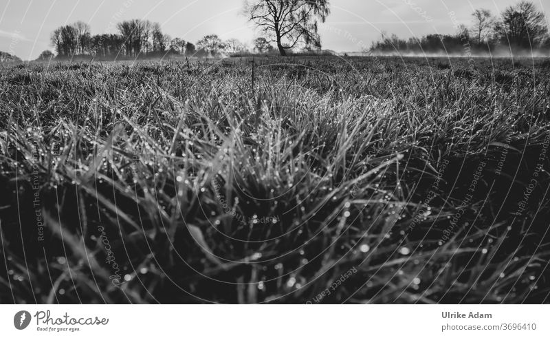 Morgentau im Teufelsmoor - Tautropfen im Gras mit Morgennebel im Hintergrund Schwarzweißfoto Natur Landschaft Wiese Umwelt Nebel Pflanze Menschenleer dunkel