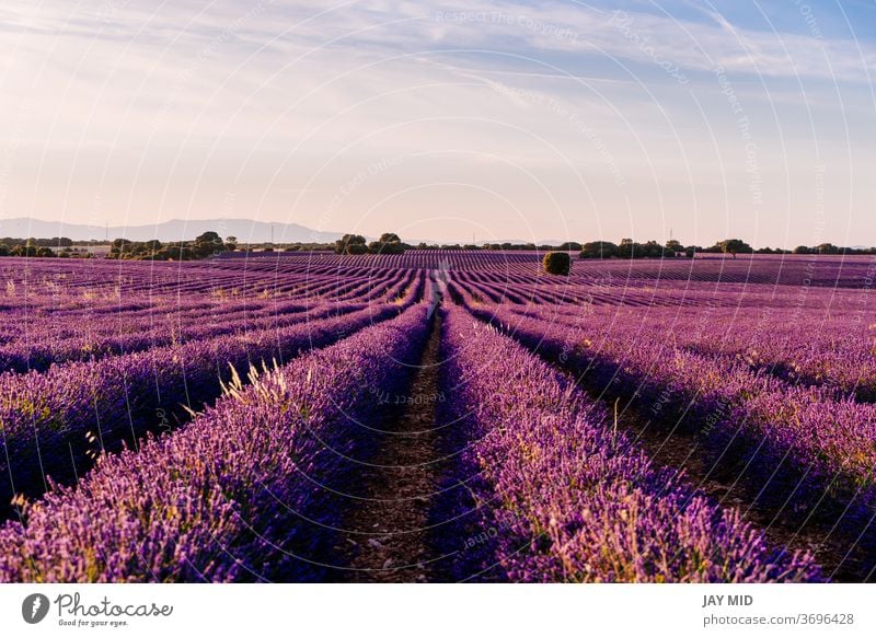Wunderschönes Feld mit blühendem Lavendel bei Sonnenuntergang in Brihuega, Provinz Guadalajara, Spanien. Natur Blumen Überstrahlung Ackerbau purpur Sommer
