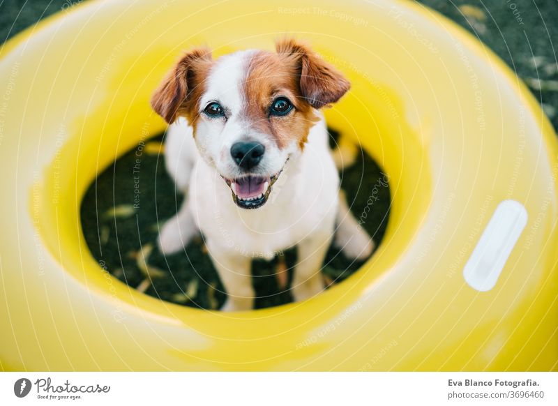 Porträt eines süßen Jack-Russell-Hundes, der im Freien lächelnd auf dem Rasen sitzt, Sommerzeit gelb Donuts Gras aufblasbar jack russell Lächeln Warten