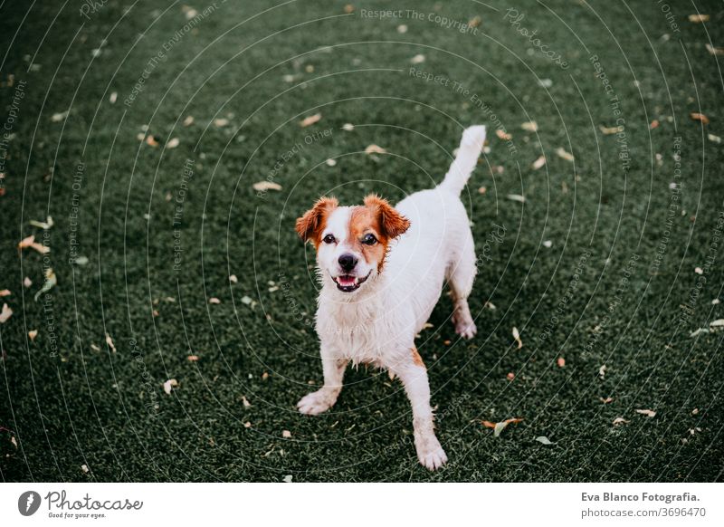 Porträt eines süßen Jack-Russell-Hundes, der im Freien lächelnd auf dem Rasen sitzt, Sommerzeit jack russell Lächeln Warten Reinrassig Sitzen klein Lifestyle
