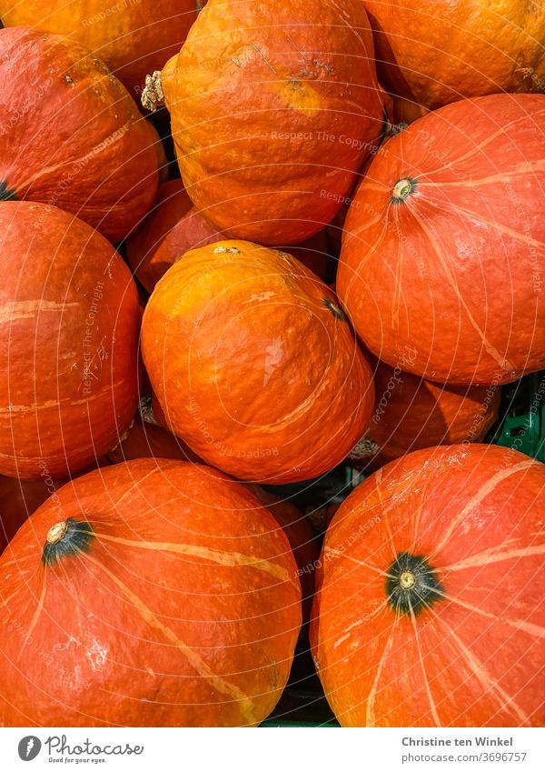 Hokkaido Kürbisse Hokkaidokürbis Kürbiszeit Speisekürbis Sommer Herbst Ernährung Ernte orange Cucurbita maxima Maroni-Kürbis lecker gesund Gemüse