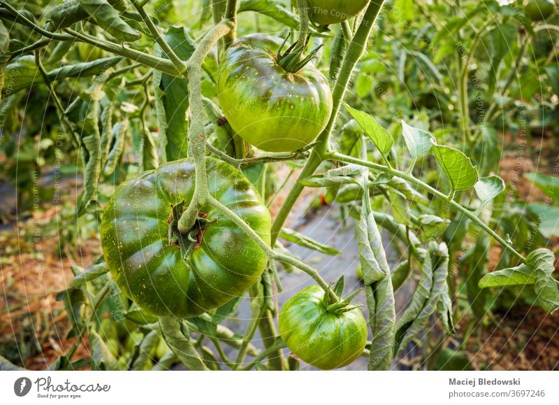 Reifung von grünen Bio-Tomaten im Gewächshaus. Gemüse Bauernhof reifen Ackerbau Lebensmittel organisch Gartenbau Sonne Wachstum frisch Natur Gesundheit