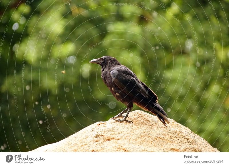 Eine Krähe sitzt auf einem großen Stein und schaut sich um. Im Hintergrund fliegen Pollen durch die Luft Rabe Vogel schwarz Tier Rabenvögel Feder Schnabel Natur