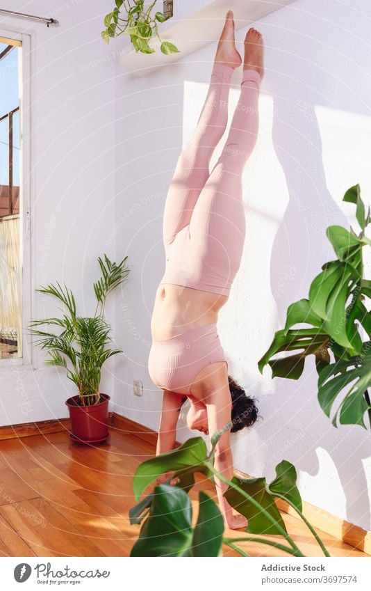 Ruhige Frau übt Yoga zu Hause üben beweglich Handstand ruhig Gesundheit Gleichgewicht Asana Wellness Dehnung Harmonie adho mukha vrksasana Körper abstützen Wand