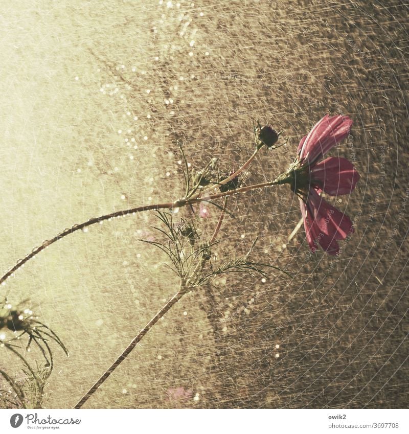 Blumendusche Cosmea Cosmeablüte schönes Wetter Blüte Schmuckkörbchen Wildpflanze geheimnisvoll Totale Detailaufnahme Leidenschaft Umwelt Schönes Wetter Sommer