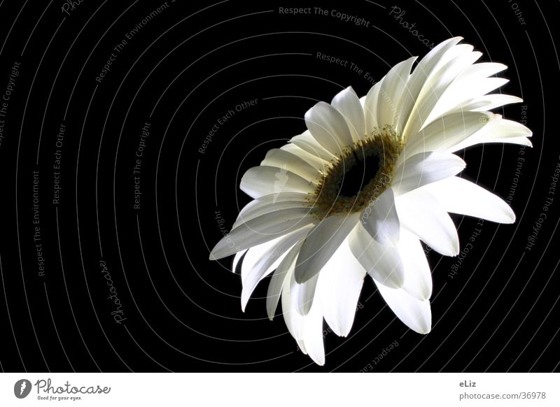 weiße Gerbera Blume Pflanze weiße Blüte Natur