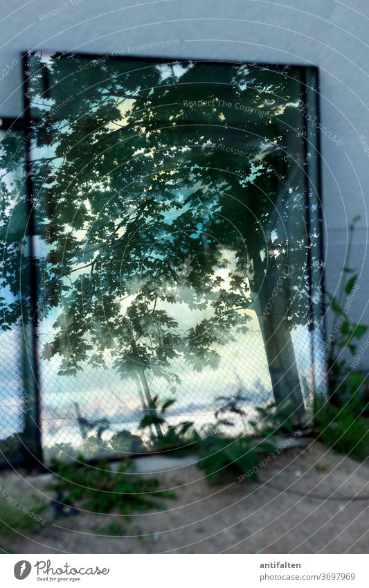 Eine andere Welt Spiegel Natur Baum Wand Reflexion & Spiegelung grün Blatt Ast Pflanze Außenaufnahme Farbfoto Tag blau Wald Scheibe Fensterscheiben Haus