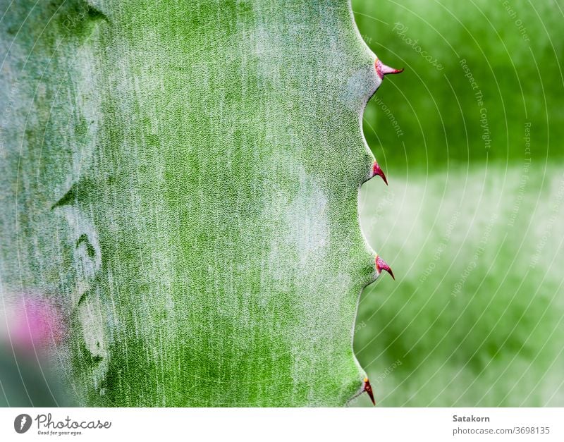 Sukkulente Pflanze Nahaufnahme, Dorn und Detail an Blättern der Agavenpflanze Stachel Blatt grün weiß Wachs Kreide schön Natur Textur Oberfläche natürlich