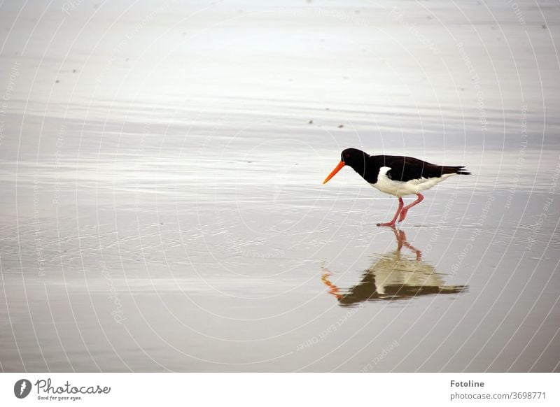 Ein Austernfischer sucht nach einem Leckerbissen und spiegelt sich dabei im nassen Sand Vogel schwarz weiß rot grau Tier Außenaufnahme Farbfoto Tag Wildtier