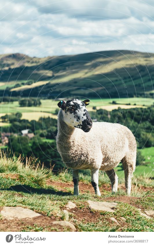 Aufenthalt in Edale während des Sommers Ansicht Großbritannien England Schaf Ziege Hügel staycation Heimaturlaub lokale Reisen Tal Landschaft malerisch Natur