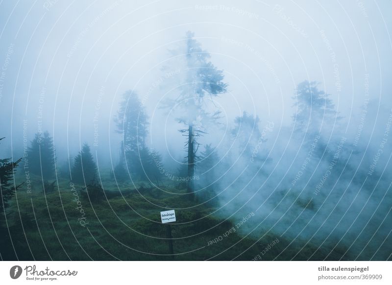sherwood Umwelt Natur Landschaft Wolken schlechtes Wetter Nebel Wald dunkel gruselig kalt natürlich blau Schilder & Markierungen Baum Nadelwald Nadelbaum Moos