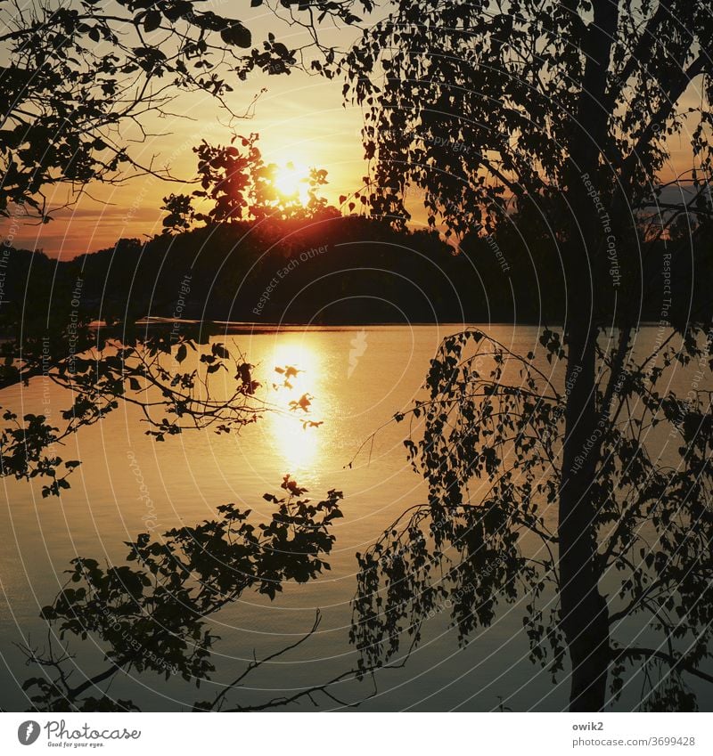 Sonne hinterm Gezweig Umwelt Sonnenuntergang Landschaft See Licht Baum Menschenleer Außenaufnahme Farbfoto Kontrast Natur Idylle Textfreiraum unten