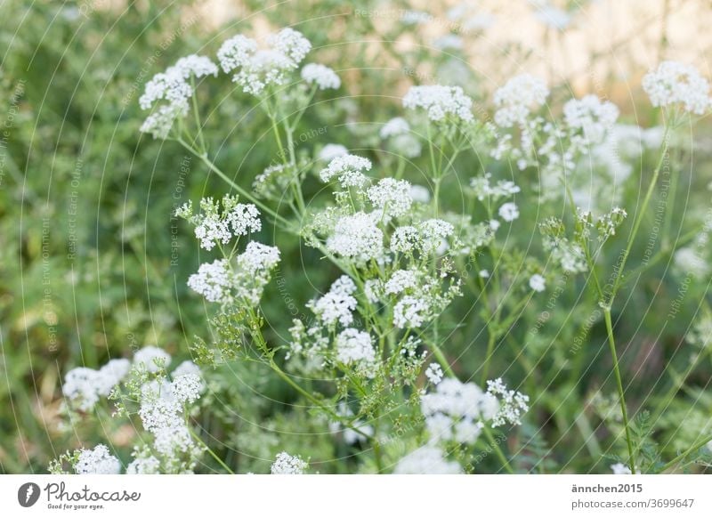 Weiße wilde Blumenwiese Wiese Wiesenblumen pflücken Frühling Sommer Natur Blüte Garten Pflanze Außenaufnahme Farbfoto grün weiß blühend