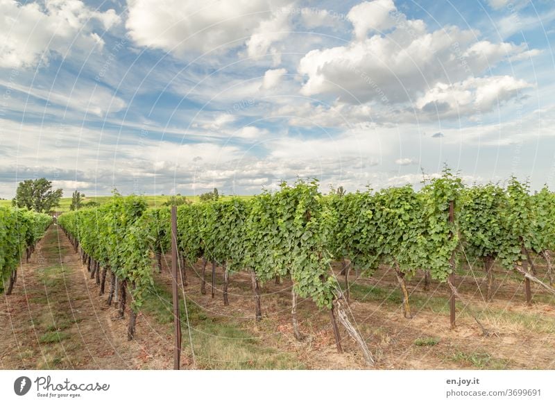 Weinreben in der Pfalz unter einem wunderschönen Wolken Himmel Reben Weinberg Rheinland-Pfalz Landwirtschaft Weinbau Weitwinkel Idylle grün Sommer