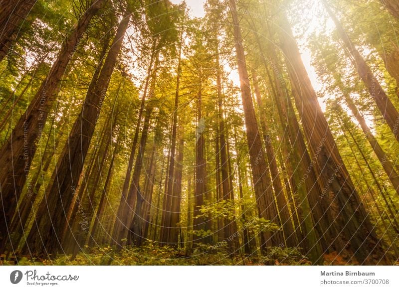 Riesenmammutbäume im Redwood Forest National and State Park, Kalifornien Wald Sequoia Mammutbäume Tourismus Nationalpark Riesenwald Landschaft Pflanze im Freien