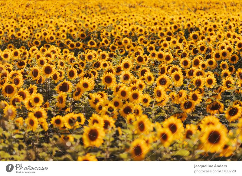 riesiges Sonnenblumenfeld im Abendlicht sonnenblumen blumenmeer blühen landschaft sonnenuntergang abendlicht natur unzählige gelb blätter blüte blütezeit sommer