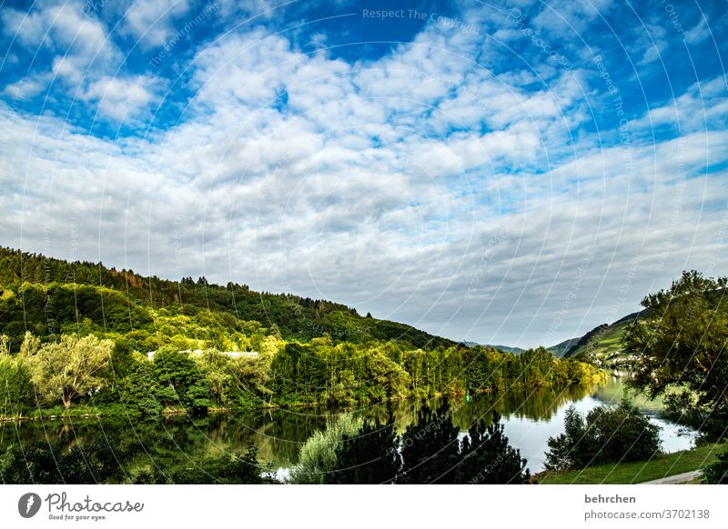 wein wandern Wege & Pfade Hunsrück Moseltal Weinbau Rheinland-Pfalz Mosel (Weinbaugebiet) Weinstock Weinberg Weintrauben Weinrebe Landschaft Berge u. Gebirge