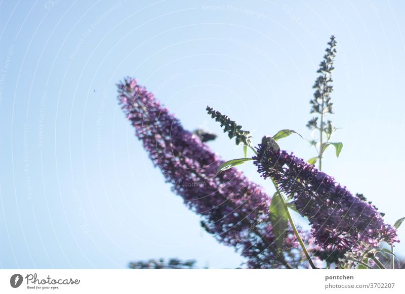 Sommerflieder vor strahlend blauem Himmel im Sommer.Garten garten pflanze sommer Natur Blüte Lila blühen violett schön