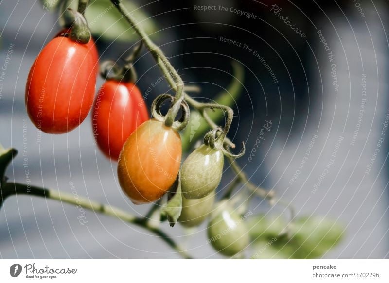 reifeprüfung Tomaten hängen Rispe Sonne Sommer Gemüse Garten gesund Ernährung wachsen Rispentomate Pflaumentomate reifen Bioprodukte Gesunde Ernährung frisch