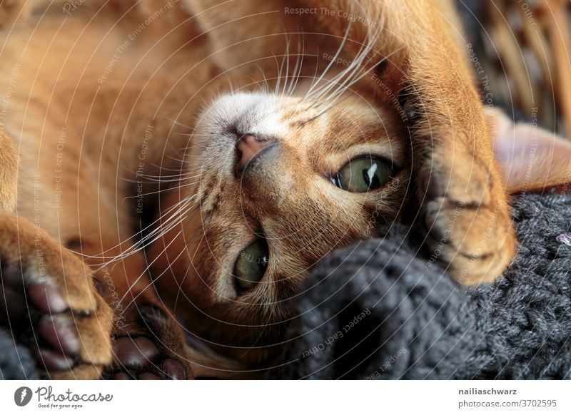 Lusia Katze Lifestyle Tiergesicht Tierjunges Blick friedlich Freude weich braun Blick nach vorn Blitzlichtaufnahme Farbfoto warten Neugier Nahaufnahme