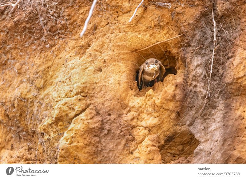 batman-Uferschwalbe startet aus Steilwand Steilufer Start fliegen Futter Tierportrait Wurzel menschenleer