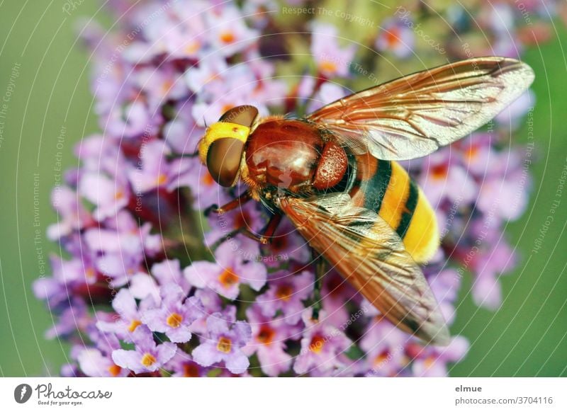 eine Hornissenschwebfliege auf blühendem Sommerflieder Mimikry große Waldschwebfliege Riesen Hummelschwebfliege Insekt Volucella Zonaria Zweiflügler
