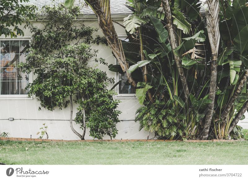Pflanzen Palmen Mauer Außenaufnahme Menschenleer Bananengewächse grün Grünpflanze Haus Fenster Fassade Baum Sträucher Wachstum Tag Amerika Blatt