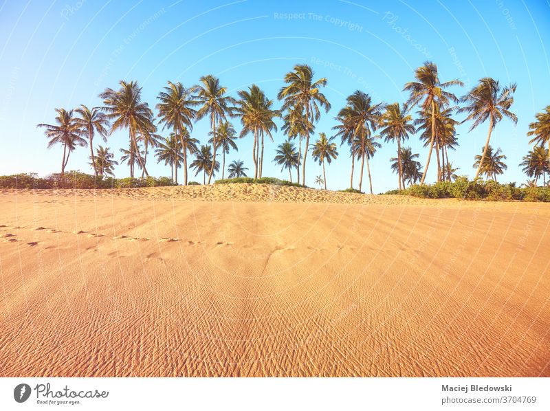 Tropischer Strand mit Kokosnusspalmen bei Sonnenuntergang. Handfläche Sommer Natur tropisch sich[Akk] entspannen Flucht Feiertage Urlaub Baum Sand Himmel