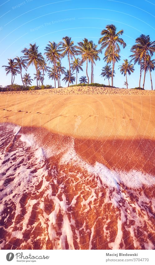 Tropischer Strand mit Kokosnusspalmen bei Sonnenuntergang. Handfläche Sommer Natur tropisch Wasser MEER sich[Akk] entspannen Flucht Feiertage Urlaub Baum Sand