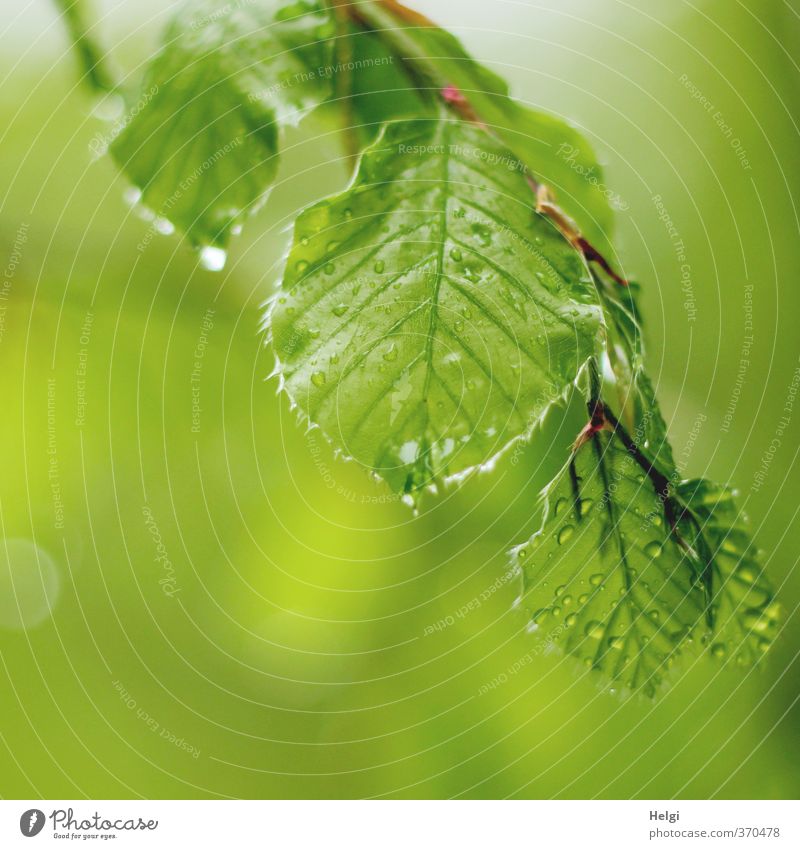 Helgiland | Mairegen... Umwelt Natur Pflanze Wassertropfen Frühling schlechtes Wetter Regen Baum Blatt Buchenblatt Zweig Wald hängen ästhetisch authentisch