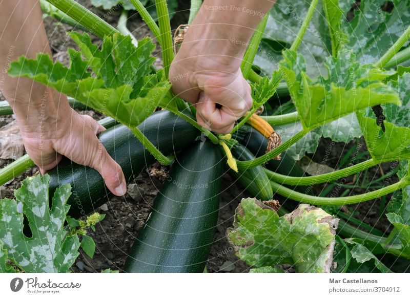 Die Hand des Menschen beim Zucchini-Pflücken. Konzept der Landwirtschaft. Gemüse Salatbeilage Person grün Lebensmittel Mann organisch frisch Natur