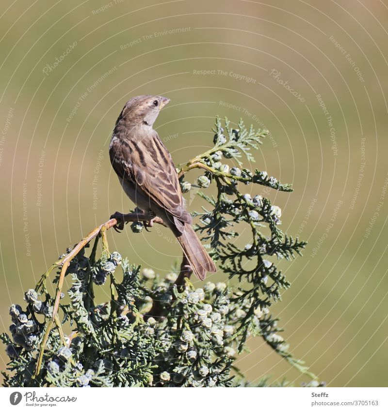 Haussperling schaut sich um Spatz Sperling Weibchen Singvögel Vogel Vogelweibchen Hausspatz Passer domesticus Sperlingsvögel Singvogel Vogelbeobachtung