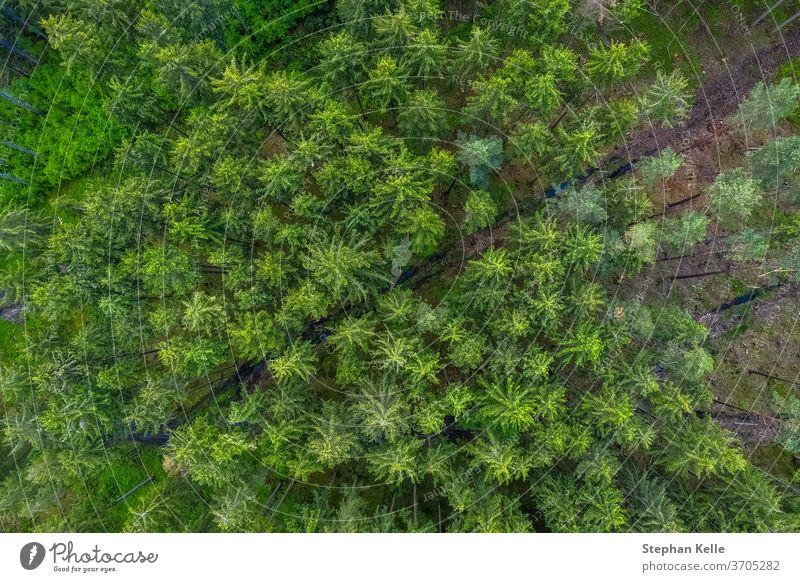Blick aus der Vogelperspektive von der Drohne auf eine leere Straße durch den Wald mit hohen Bäumen. Antenne Hintergrund schön diagonal Dröhnen grün Natur Weg