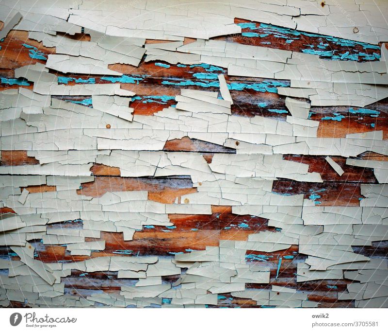 Nach und nach Holz alt Muster Außenaufnahme Strukturen & Formen Menschenleer Nahaufnahme abstrakt weiß abblättern verfallen Farbfoto Detailaufnahme