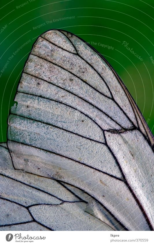 weißer Flügel eines Schmetterlings und seine Linie Garten Natur wild braun grün schwarz Farbe Ritterfalter Fleck Insekt Lepidopteren Nahaufnahme Makroaufnahme