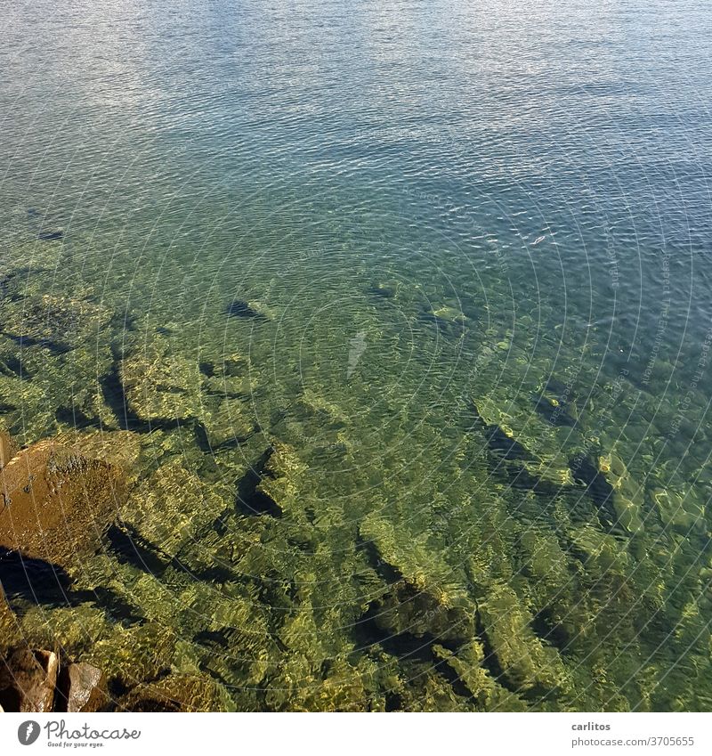 Der Seeboden vom Bodensee Wasser Steine Grund Reflexion grün türkis blau Reflexion & Spiegelung Wellen Natur Sommer Seeufer Schönes Wetter