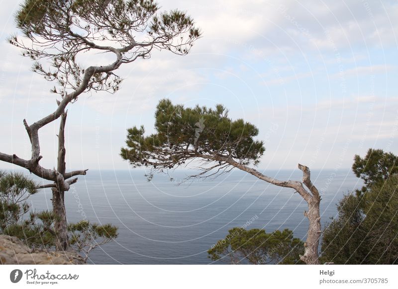 bizarr geformte Pinien am Steilufer von Mallorcas Westküste mit Blick aufs Mittelmeer mit Himmel und Wolken Baum Küste Steilküste Wasser Meer Horizont Aussicht