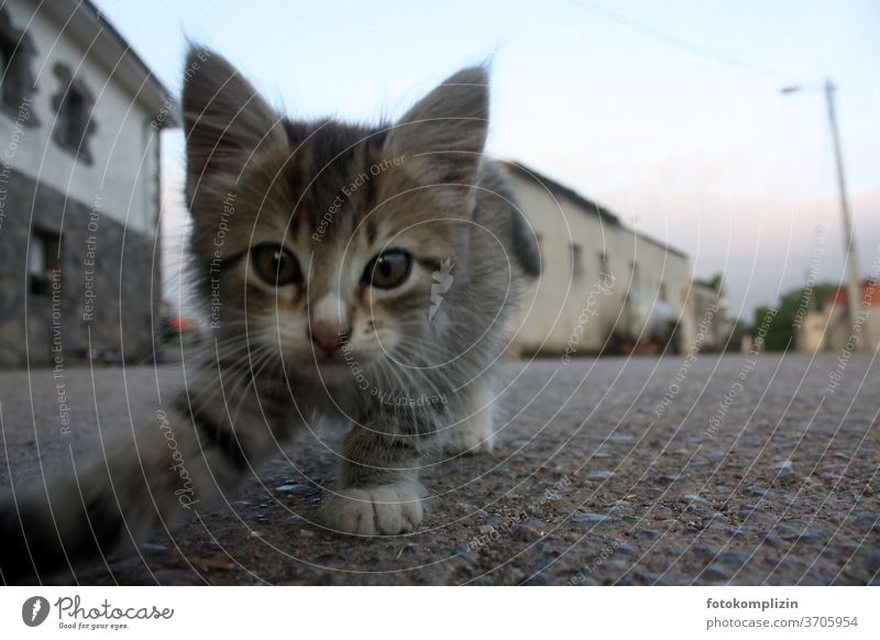 Guten Morgen - neugieriges kleines Kätzchen schaut in die Kamera auf einer spanischen Dorfstraße Katzenbaby inquisitorisch Tierporträt Haustier Katzenauge
