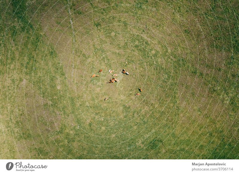 Luftaufnahme von Kühen auf dem Feld oben Antenne landwirtschaftlich Ackerbau Tier Tiere schön Rindfleisch Zucht braun Land Landschaft Kuh Molkerei Tag heimisch