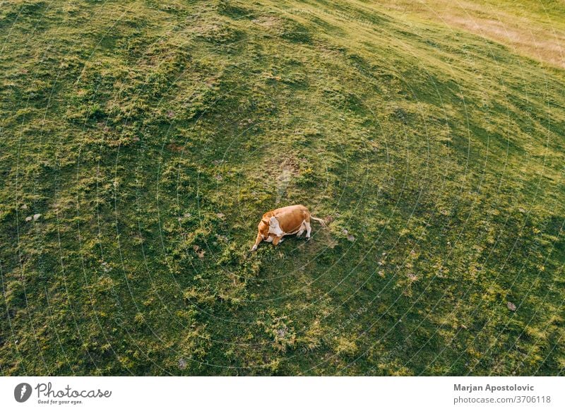 Luftaufnahme einer Kuh auf dem Feld bei Sonnenuntergang oben Antenne landwirtschaftlich allein angus Tier Hintergrund schön Rindfleisch braun Land Landschaft