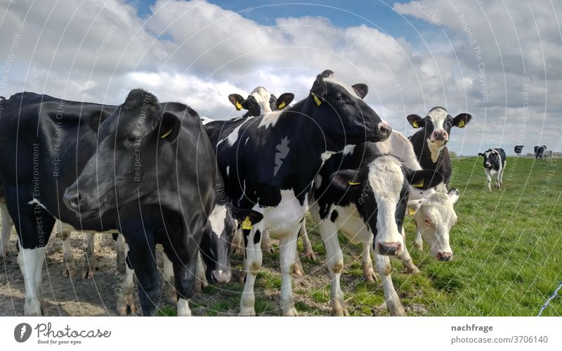 Kühe auf der Weide Landwirtschaft Rinder Bauernhof Milchkuh neugierig Nutztier Nutztiere landwirtschaftlich