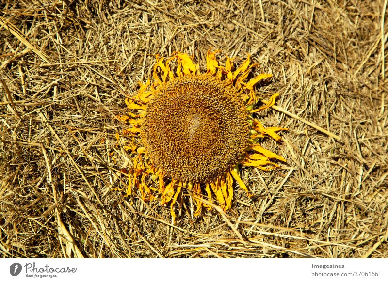 verwelkte getrocknete Sonnenblume im Stroh, auf einem Strohboden des Feldes. keine Menschen landwirtschaftliches Feld Natur Landwirtschaft ländliche Szene Blume