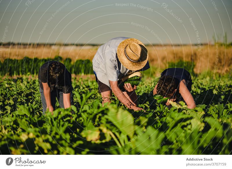 Landwirt mit Kindern bei der Ernte von Gemüse auf dem Feld Zusammensein pflücken abholen Zucchini grün Ackerbau frisch organisch Bauernhof natürlich Enkel