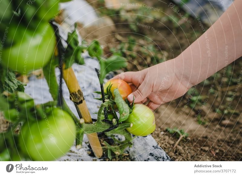 Anonymes Kind, das sich um Tomatenpflanzen im Garten kümmert Gemüse grün Ernte Sommer Junge Krawatte pflücken Hände organisch Ackerbau Bauernhof natürlich