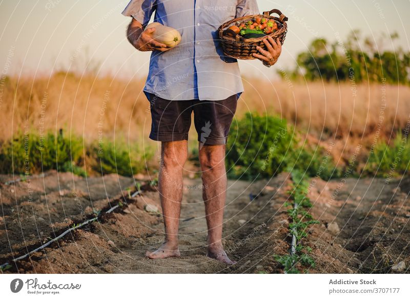 Anonymer älterer männlicher Gärtner mit Korb der Ernte Landwirt Mann Dorf Landschaft Garten Bett gealtert Ackerbau organisch Lebensmittel reif Saison natürlich