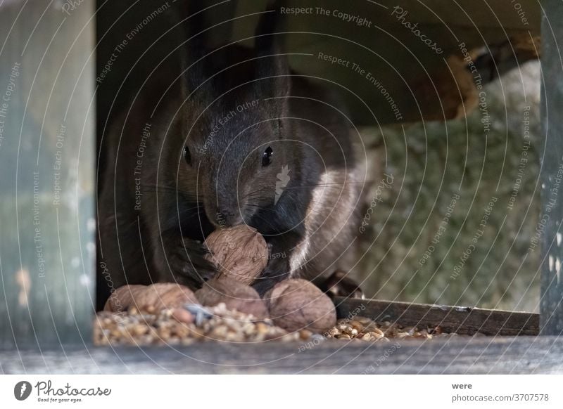 Europäisches Braunes Eichhörnchen im Wintermantel auf einem Ast im Wald Hintergrund Sciurus vulgaris Tier Niederlassungen Textfreiraum kuschlig kuschelig weich